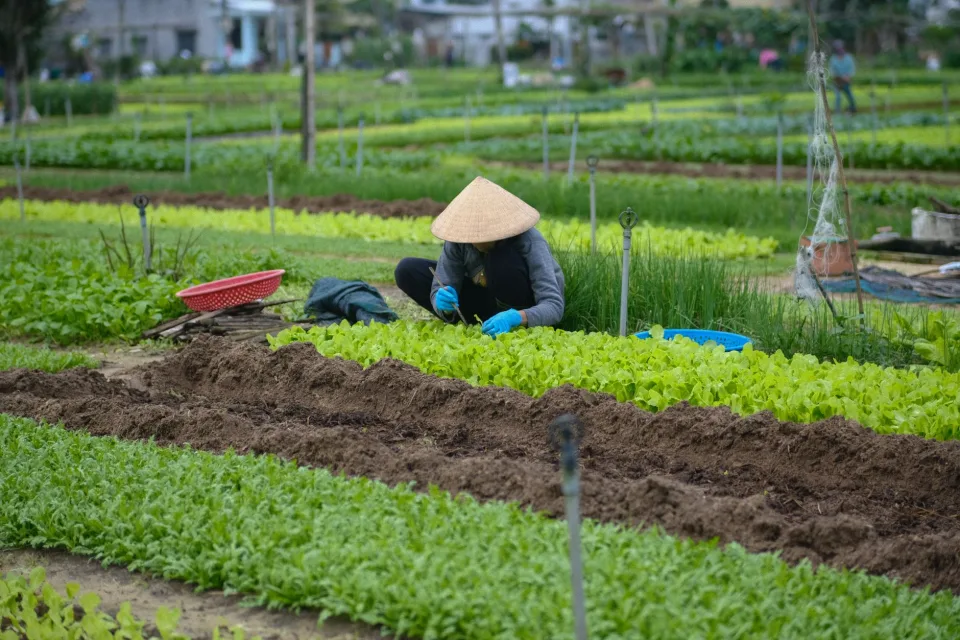 Vườn rau của Nhân Tâm